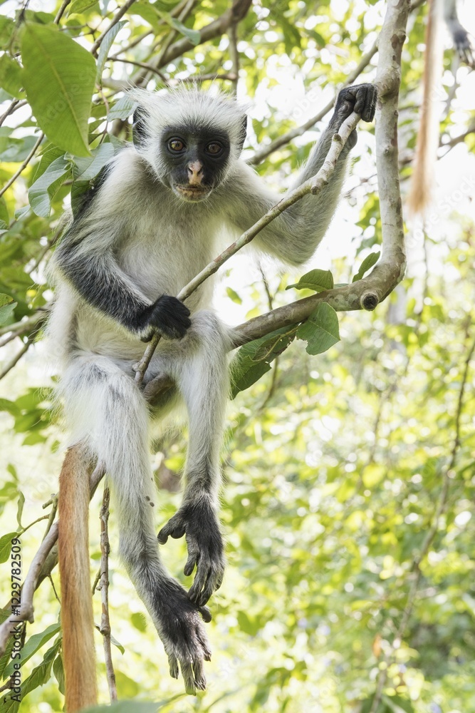 Obraz premium Zanzibar Red Colobus (Procolobus kirkii) sitting on a tree, endemic species, Jozani Chwaka Bay National Park, Unguja, Zanzibar Archipelago, Tanzania, Africa