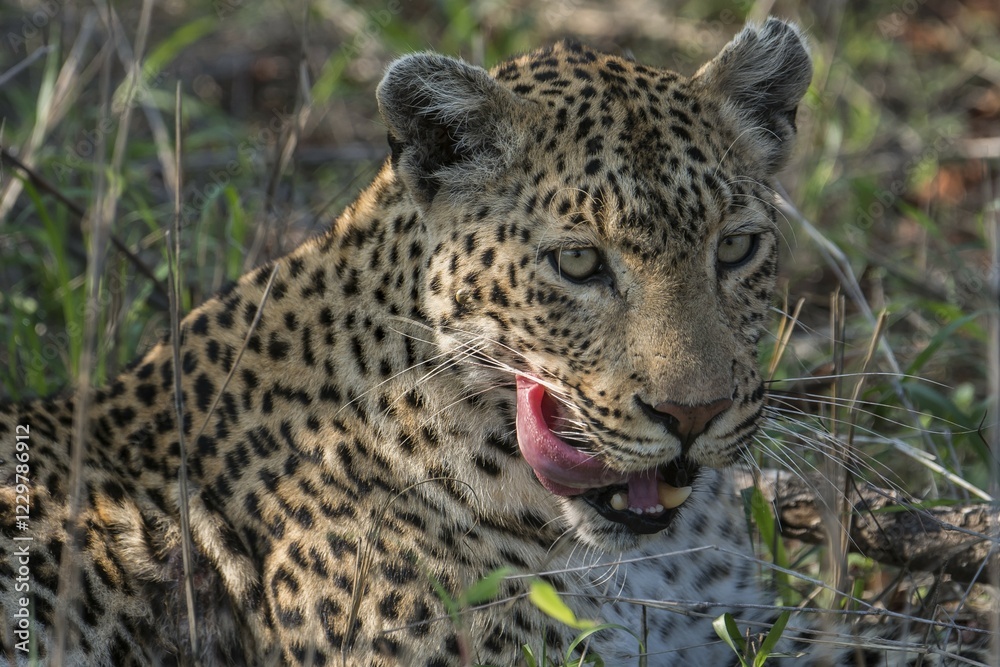 Obraz premium Leopard (Panthera pardus), female, portrait, lying in grass, Sabi Sands Game Reserve, Mpumalanga, South Africa, Africa