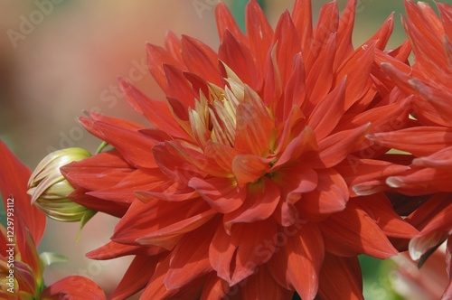 Semicactus Dahlia (Dahlia x cultorum) photo