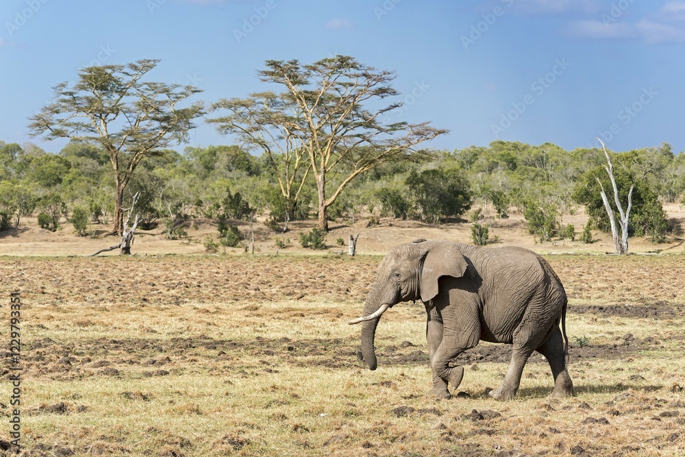 Fototapeta premium African bush elephant (Loxodonta africana) in front of tree savannah, Ol Pejeta Reserve, Kenya, Africa