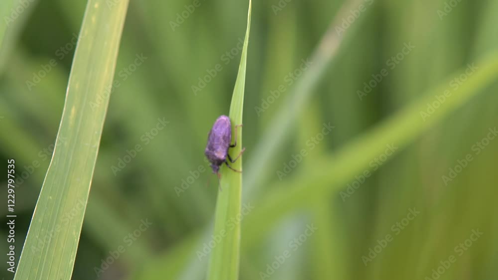 Dark-colored insect clinging to a blade of bright green grass. Dark-colored insect clinging to a blade of bright green grass.