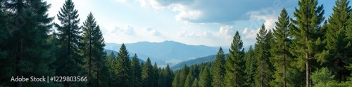 Towering pine trees dominate the skyline with their long conical tips, Abkhazia, forest canopy