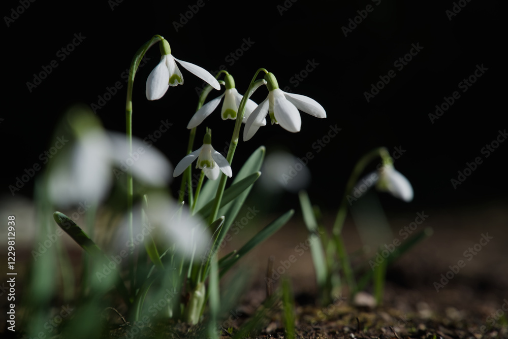Fresh snowdrops flowers close up on a sunny spring day Fresh snowdrops flowers close up on a sunny spring day
