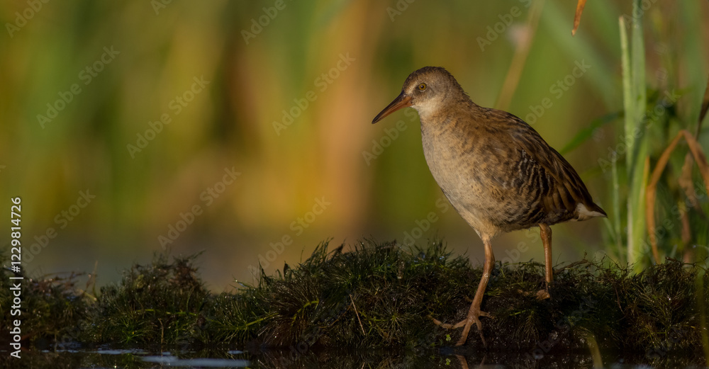 Fototapeta premium Water Rail - juvenile bird at a wetland in summer