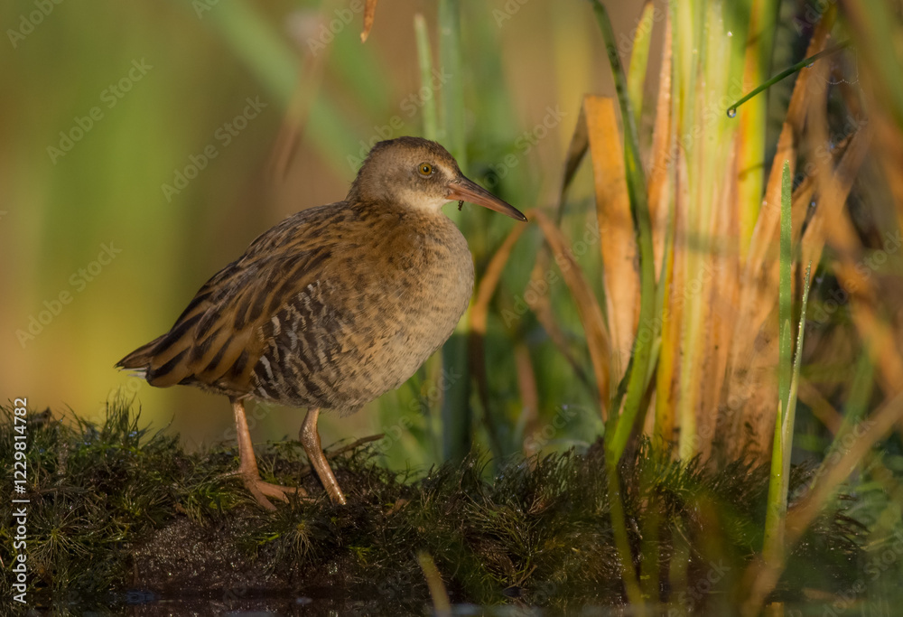 Water Rail - juvenile bird at a wetland in summer Water Rail - juvenile bird at a wetland in summer