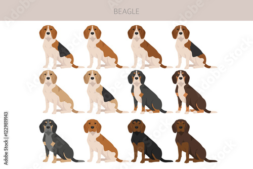 Beagle dog dog clipart. All coat colors set.  Different position. All dog breeds characteristics infographic. Vector illustration