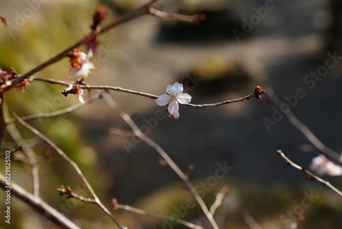 山桜 photo