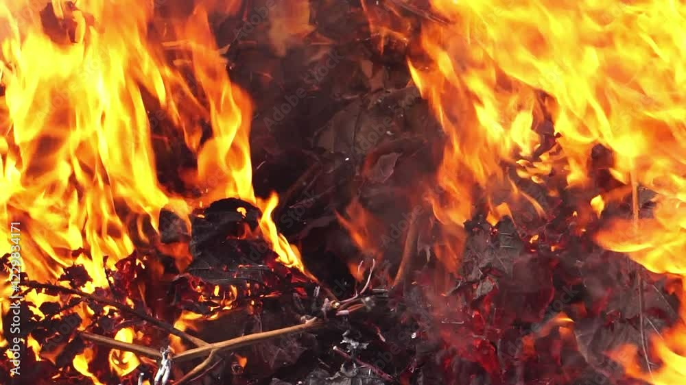 Bush fire in tropical forest, Dangerous wild fire in nature Bush fire in tropical forest, Dangerous wild fire in nature