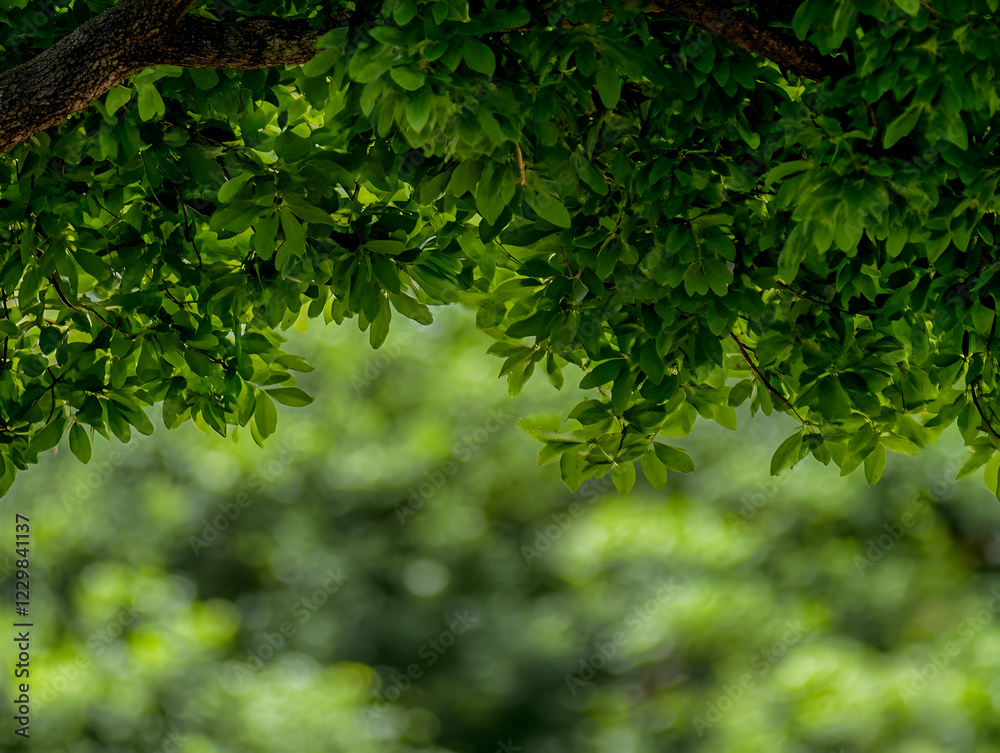Lush green leaves canopy park background Lush green leaves canopy park background