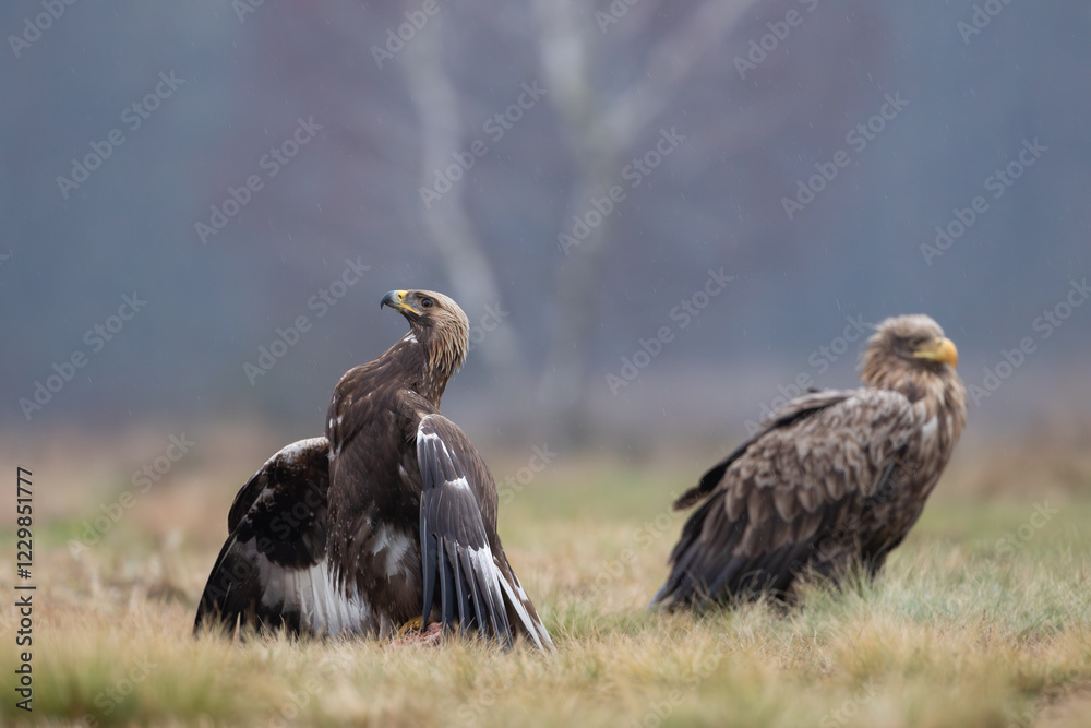 Fototapeta premium A proud golden eagle and a white-tailed eagle in a meadow