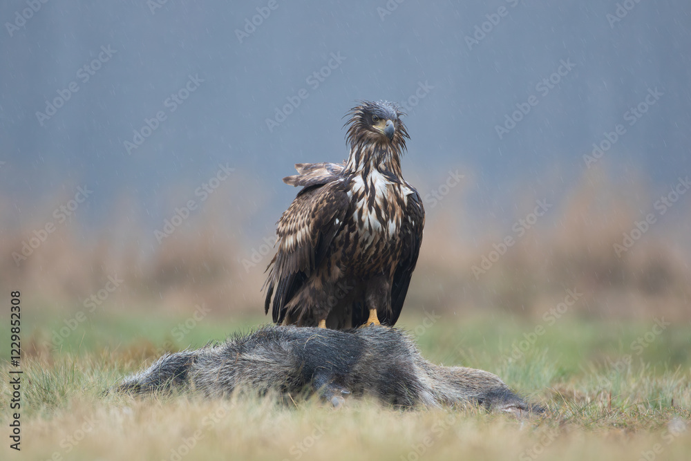 Fototapeta premium A wet young white-tailed eagle sitting on a wild boar carcass