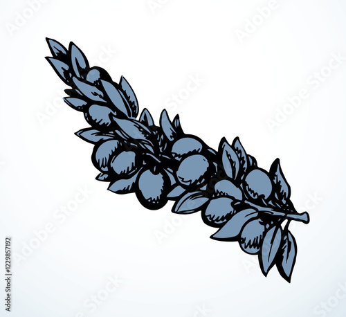 Vector drawing. Olive branch with fruits