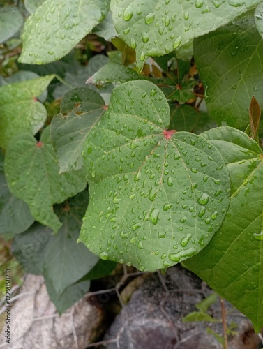 water drops on a leaf