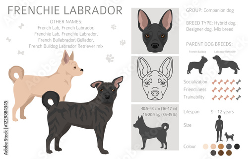 Frenchie Labrador clipart. French Bulldog - Labrador Retriever mix. All possible coat colors, breed information, adults and puppies.  Vector illustration