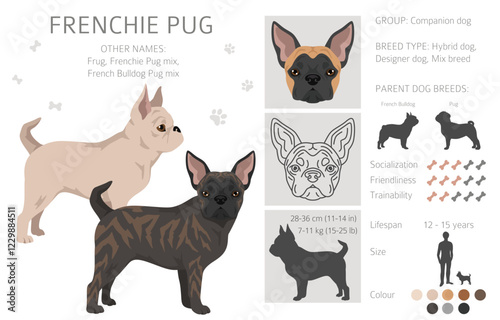 Frenchie Pug clipart. French Bulldog - Pug mix. All possible coat colors, breed information, adults and puppies.  Vector illustration