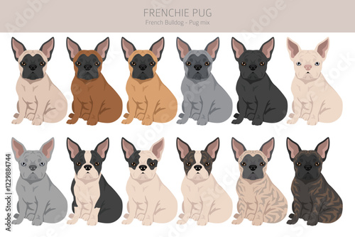 Frenchie Pug clipart. French Bulldog - Pug mix. All possible coat colors, breed information, adults and puppies.  Vector illustration
