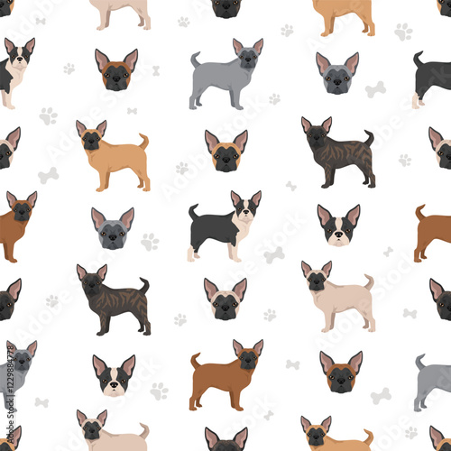 Frenchie Pug clipart. French Bulldog - Pug mix. All possible coat colors, breed information, adults and puppies.  Vector illustration