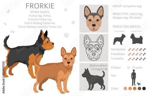 Frorkie clipart. French Bulldog - Yorkshire Terrier mix. All possible coat colors, breed information, adults and puppies.  Vector illustration