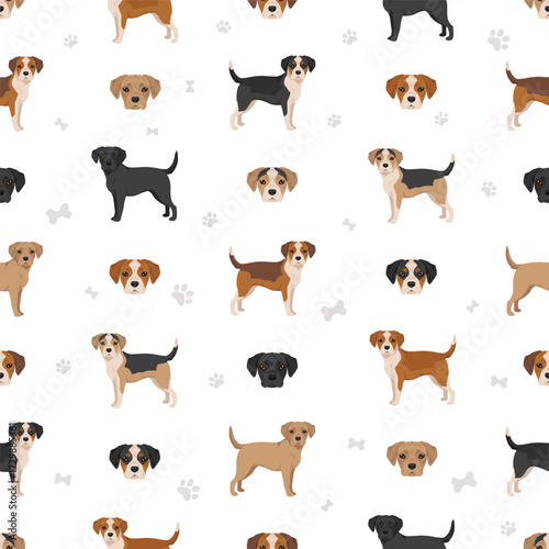 Frengle clipart. French Bulldog - Beagle mix. All possible coat colors, breed information, adults and puppies.  Vector illustration