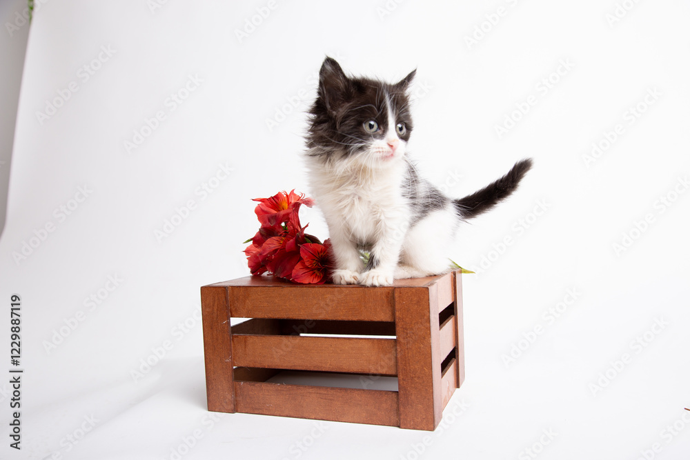 Little black and white female kitten studio portrait young baby pet domestic cat Little black and white female kitten studio portrait young baby pet domestic cat