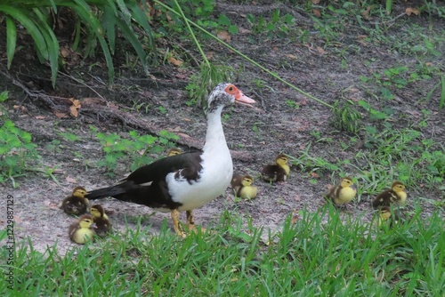 Duck with ducklings on grass, closeup