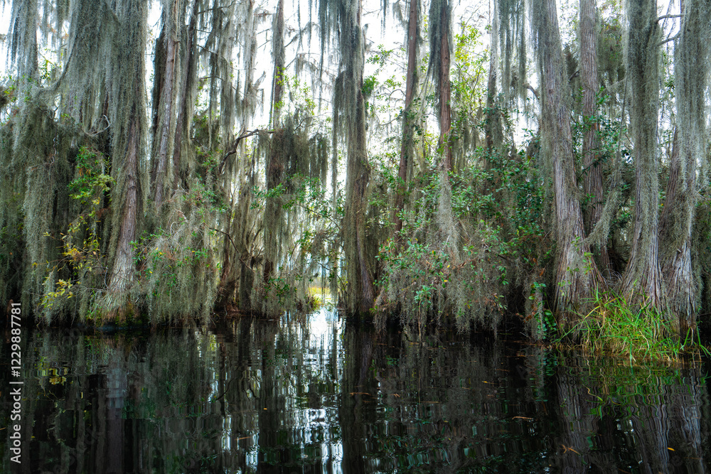 Forest of Swamp Cypresses with epiphytic Tillandsia plants, aerial roots of cypresses sticking out of water in swamp, Okefenokee Swamp, Georgia, USA Forest of Swamp Cypresses with epiphytic Tillandsia plants, aerial roots of cypresses sticking out of water in swamp, Okefenokee Swamp, Georgia, USA