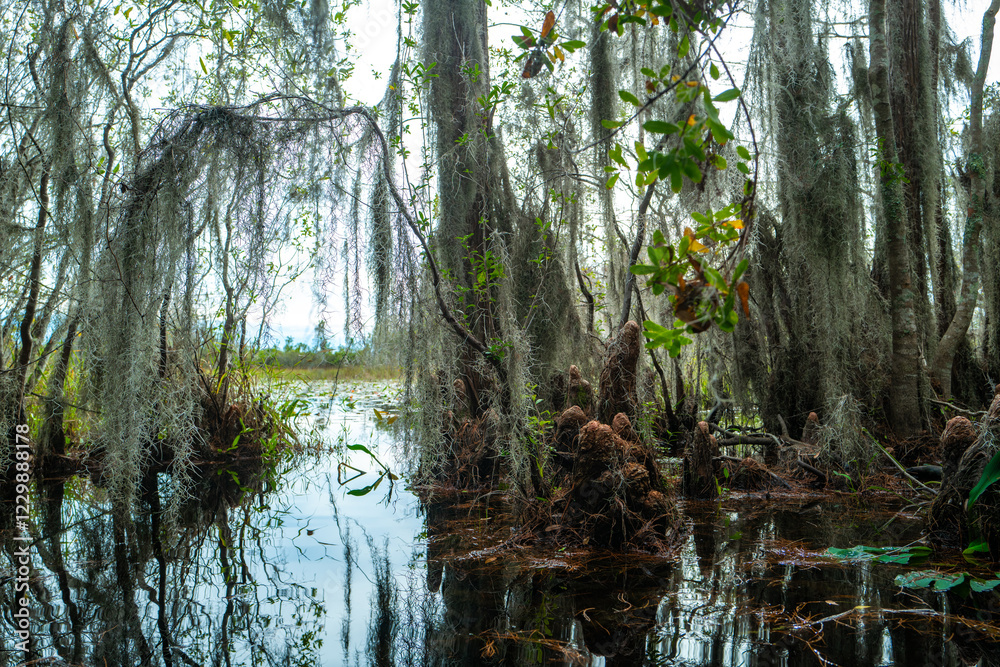 Poster Forest of Swamp Cypresses with epiphytic Tillandsia plants ...
