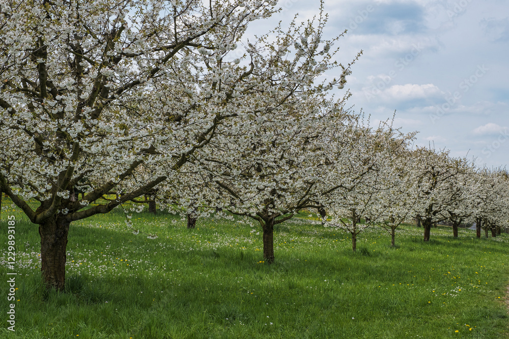 Wonderfully blooming cherry trees in Franconian Switzerland near Pretzfeld on a sunny spring day Wonderfully blooming cherry trees in Franconian Switzerland near Pretzfeld on a sunny spring day