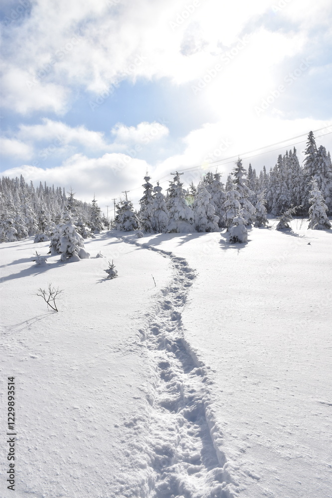 Snowshoe tracks in the forest, Québec, Canada Snowshoe tracks in the forest, Québec, Canada