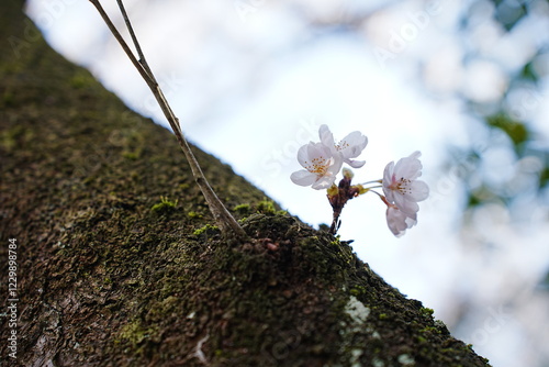 ミニ桜