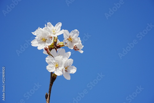 桜