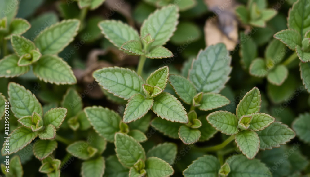 close up of marjoram leaves with earthy tones close up of marjoram leaves with earthy tones