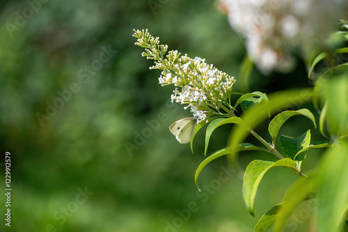 Cabbage white butterfly on flowers