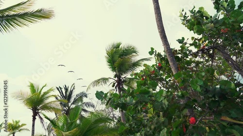 pelicans flying in a row in a Caribbean seascape
