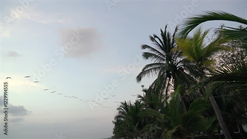 Pelican birds flying in a line in a group on the shores of the ocean sea