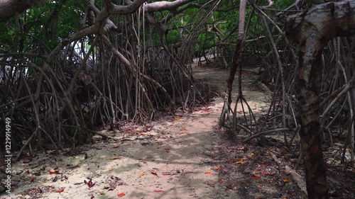 sandy path in the middle of a natural and lush mangrove on an island in the Caribbean Sea