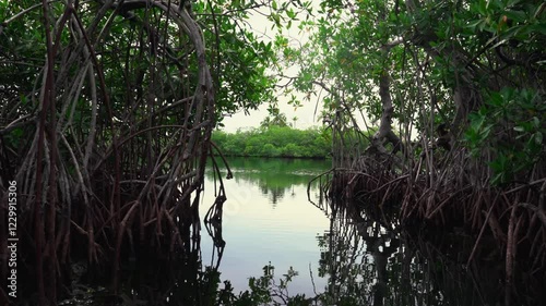 Sailing in the middle of a natural mangrove forest in the middle of a sea landscape