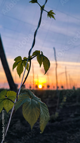 hop fields at sunset in Vojvodina province photo