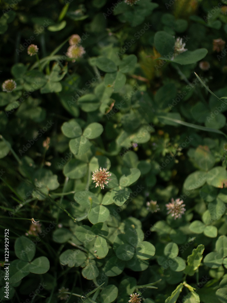 Nature green grass leaves meadow plants Nature green grass leaves meadow plants