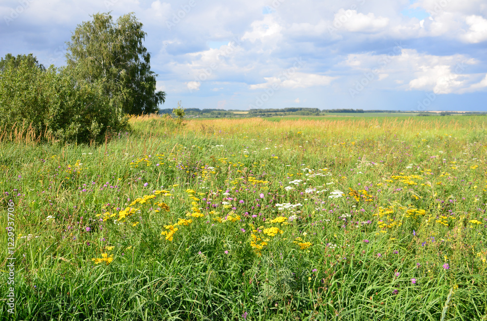 landscape with wildflowers and some green trees copy space landscape with wildflowers and some green trees copy space