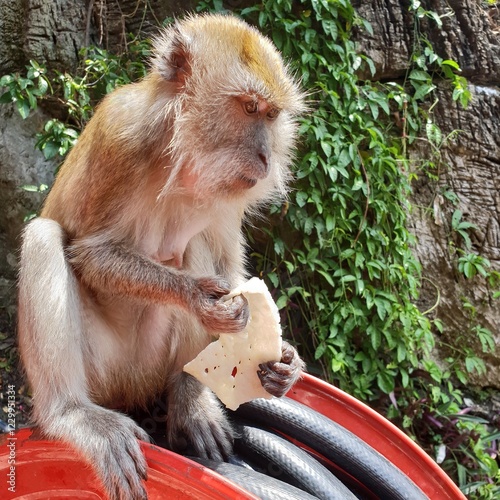 monkey temple, batu cave photo