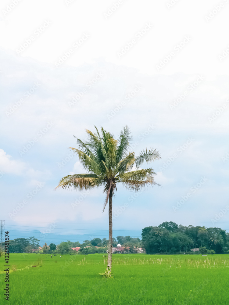 Palm tree in a green rice field under a cloudy sky. Palm tree in a green rice field under a cloudy sky.