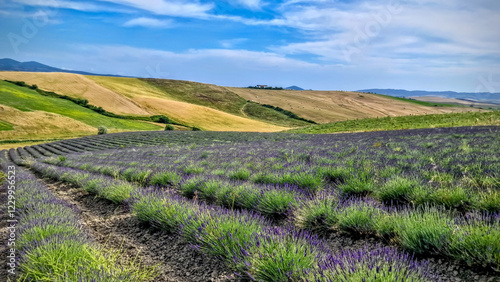 piantagione di lavanda in fiore su collina italiana in toscana