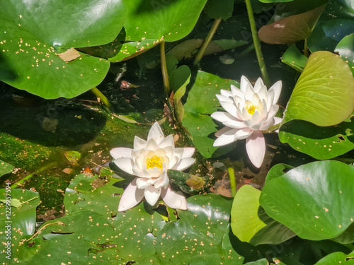 Ninfea in fiore
