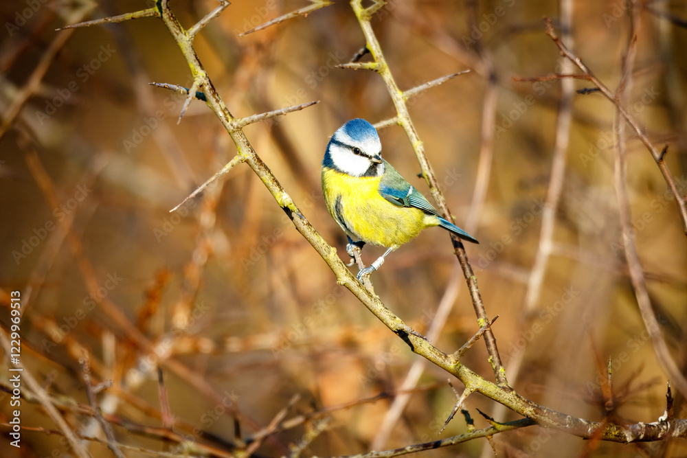 blue tit on branch blue tit on branch