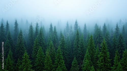 Misty Forest Landscape with Pine Trees and Foggy Atmosphere