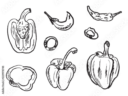 Pepper drawing set. Bell pepper, chili, Jalapeno, Serrano, Habanero, Cayenne pepper design. and drawn vector sketch illustration in vintage charcoal ink style. Fresh vegetable, package design, slice