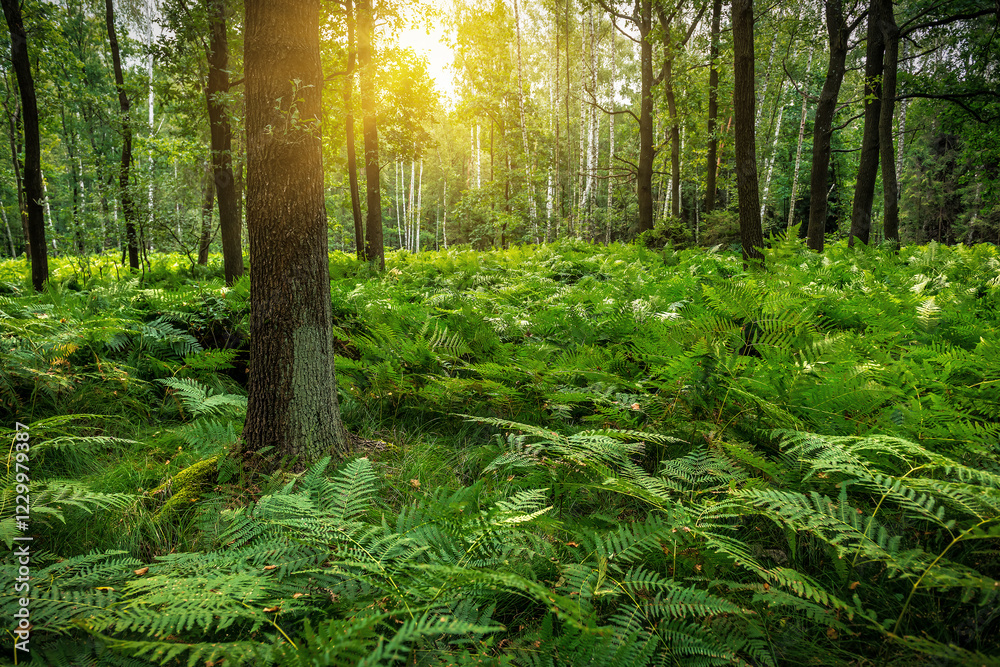 Lush fern carpet in wild forest in sunlight Lush fern carpet in wild forest in sunlight