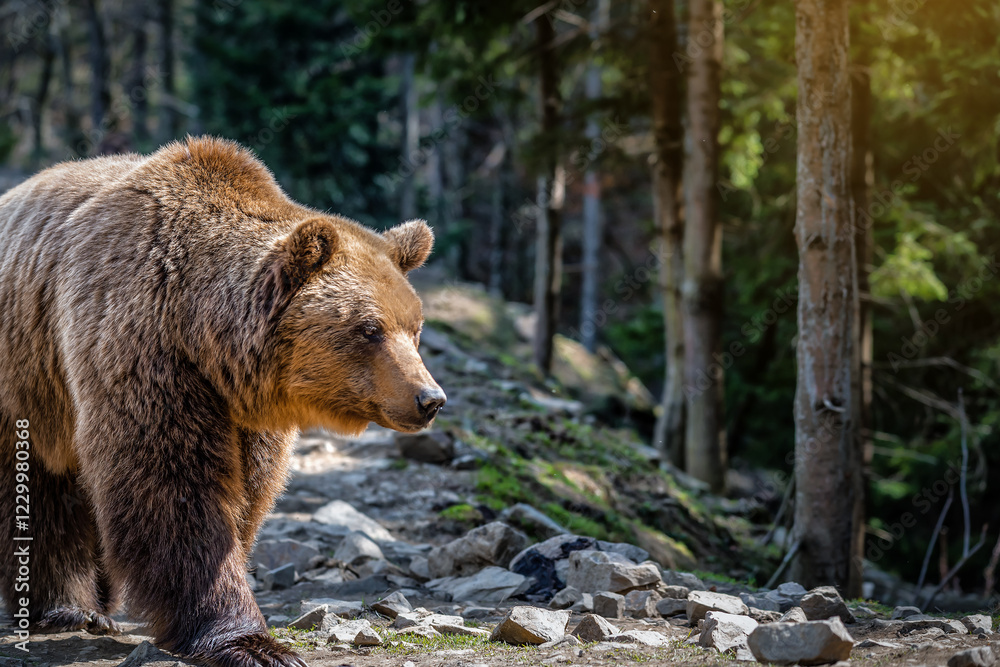Portrait of wild brown bear in sunny forest Portrait of wild brown bear in sunny forest