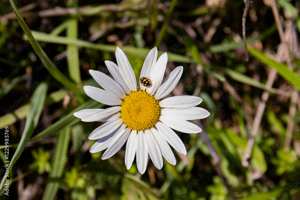 Fototapeta premium Daisy flower with ladybug on green grass